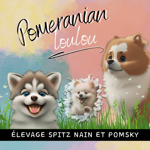 Pomeranian Loulou — élevage canin à Valady